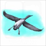 Red-Throated Loon illustration