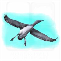 Red-Throated Loon illustration