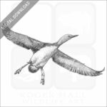 Red-Throated Loon