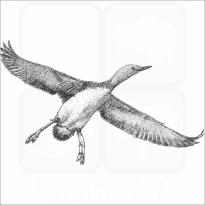Red-Throated Loon