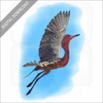Reddish Egret stock image
