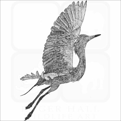 Reddish Egret