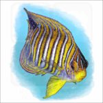 Regal Angelfish illustration