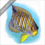 Regal Angelfish stock image