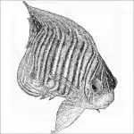Regal Angelfish