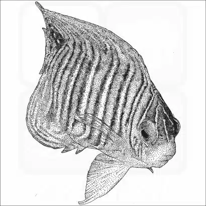 Regal Angelfish