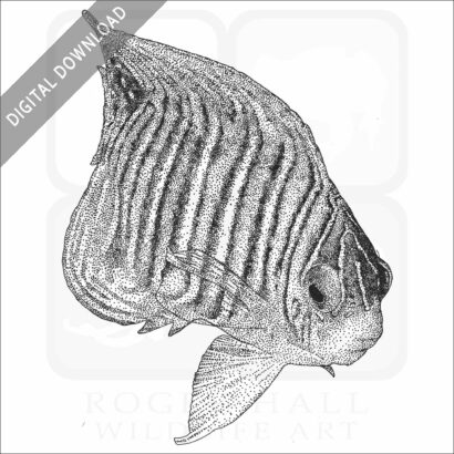 Regal Angelfish