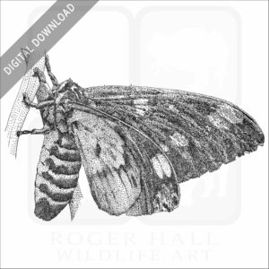 Regal or Royal Walnut