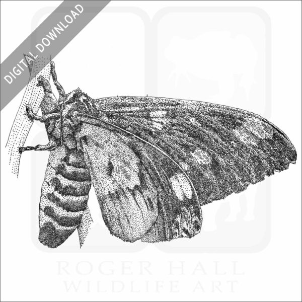 Regal or Royal Walnut