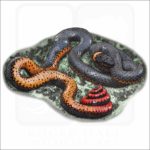 Regal Ringneck Snake illustration