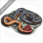 Regal Ringneck Snake stock image