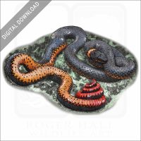 Regal Ringneck Snake stock image