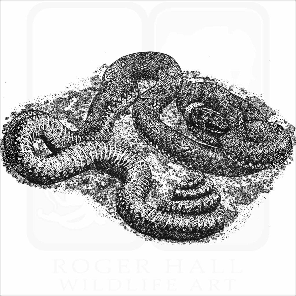 Fine Art Drawing of a Regal Ringneck Snake