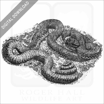 Regal Ringneck Snake