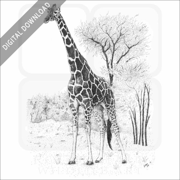 Reticulated Giraffe