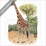 Reticulated Giraffe stock image