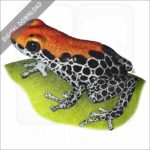Red-Backed Poison Dart Frog stock image