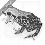 Red-Backed Poison Dart Frog