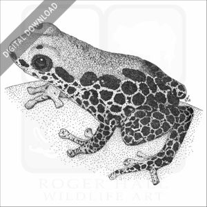 Red-Backed Poison Dart Frog