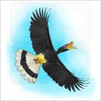 Rhinoceros Hornbill illustration