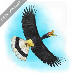 Rhinoceros Hornbill stock image