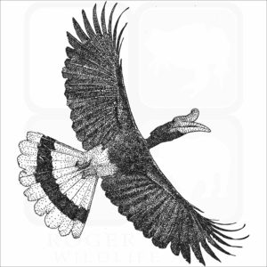 Rhinoceros Hornbill