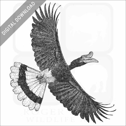 Rhinoceros Hornbill