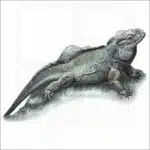 Rhinoceros Iguana illustration