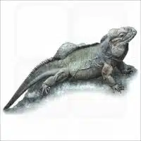 Rhinoceros Iguana illustration