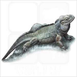 Rhinoceros Iguana illustration