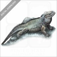 Rhinoceros Iguana stock image