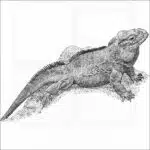 Rhinoceros Iguana