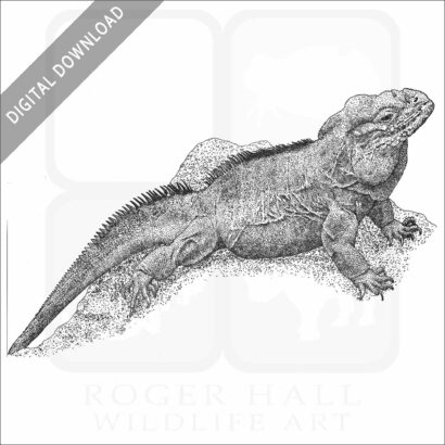 Rhinoceros Iguana