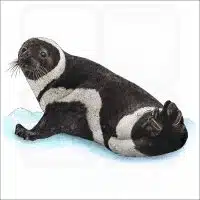 Ribbon Seal Illustration