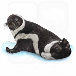 Ribbon Seal Illustration