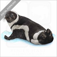 Ribbon Seal stock image