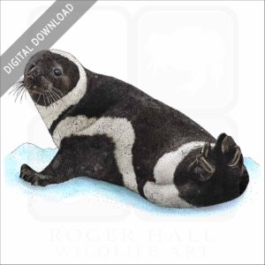 Ribbon Seal stock image