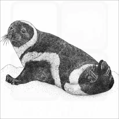Ribbon Seal