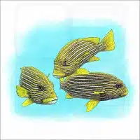Ribboned Sweeltips illustration