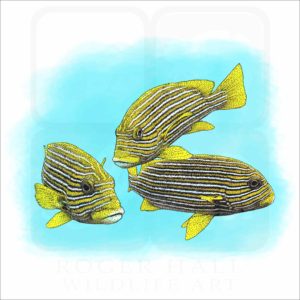 Ribboned Sweeltips illustration
