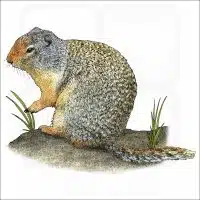 Richardson's Ground Squirrel illustration