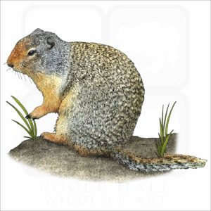 Richardson's Ground Squirrel illustration