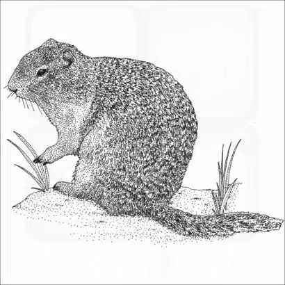 Richardson's Ground Squirrel