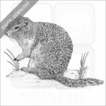 Richardson's Ground Squirrel