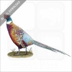 Ring-Necked Pheasant stock image