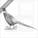 Ring-Necked Pheasant