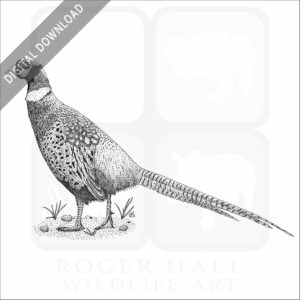 Ring-Necked Pheasant