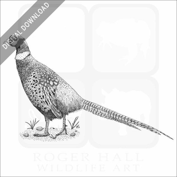 Ring-Necked Pheasant