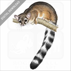 Ring-Tailed Cat stock image