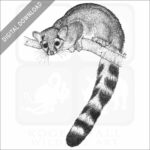 Ring-Tailed Cat